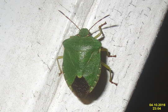 Image of Green shield bug