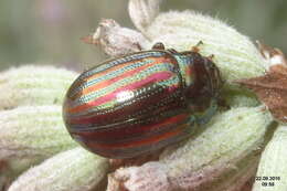 Image of Chrysolina americana