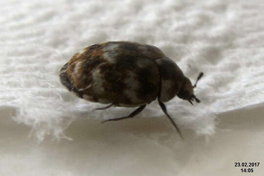 Image of Sacramento Anthicid Beetle