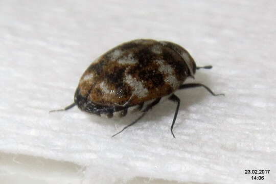 Image of Sacramento Anthicid Beetle