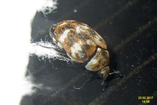 Image of Sacramento Anthicid Beetle