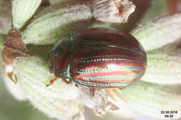 Image of Chrysolina americana