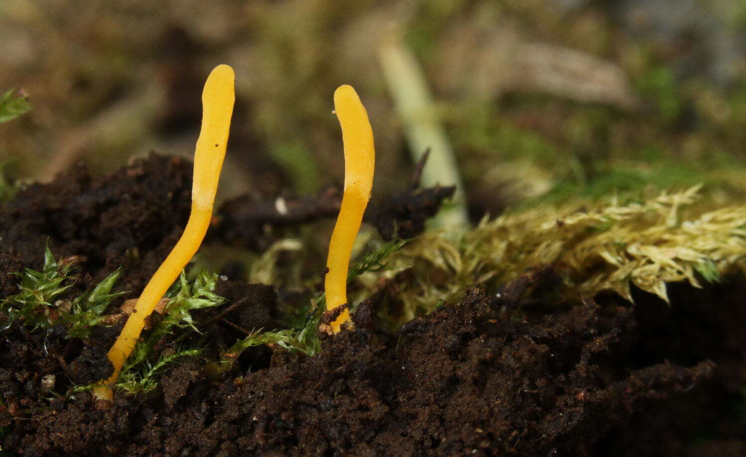 Image of Clavulinopsis luteoalba (Rea) Corner 1950