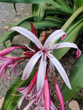 Image of Crinum amabile Donn ex Ker Gawl.