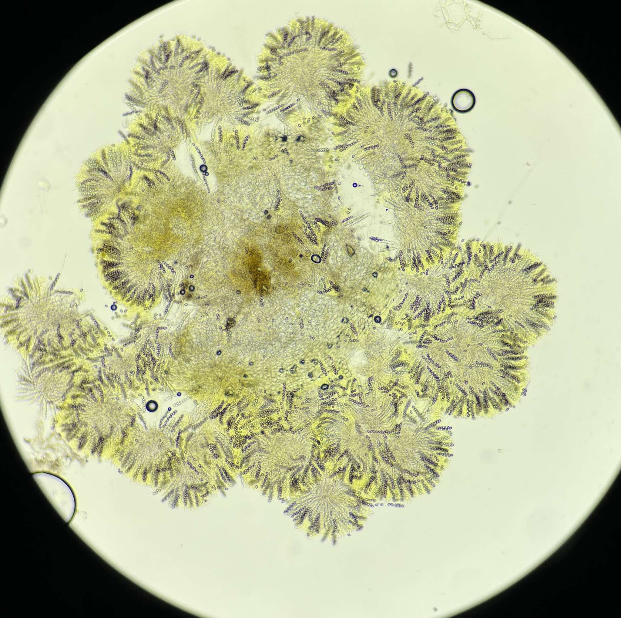 Слика од Ascobolus crenulatus P. Karst. 1868