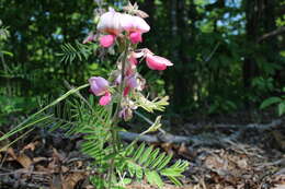 Image of Virginia tephrosia