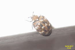 Anthrenus verbasci (Linnaeus 1767) resmi