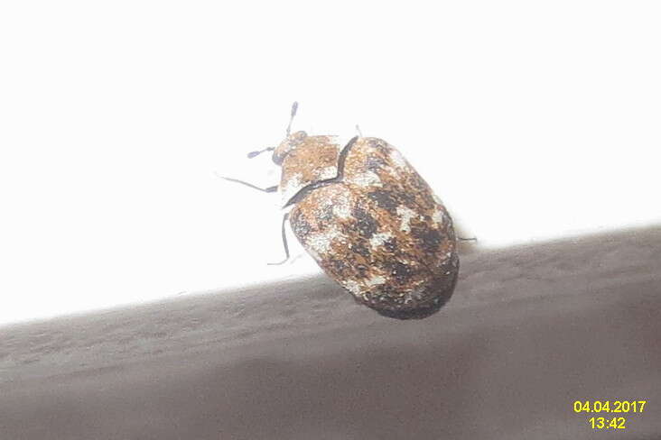 Image of Sacramento Anthicid Beetle