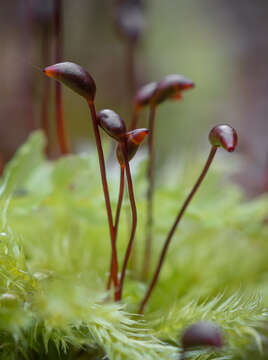 Image of brachythecium moss