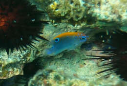 Image of Dusky Damselfish