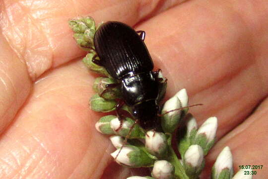 Anisodactylus (Anisodactylus) binotatus (Fabricius 1787) resmi