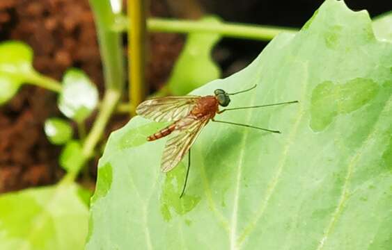 Image of Chrysopilus ferruginosus (Wiedemann 1819)