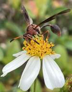 Image of Potter wasp