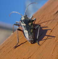 Image of Two-banded longhorn beetle