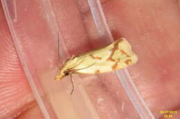 Image of Agapeta