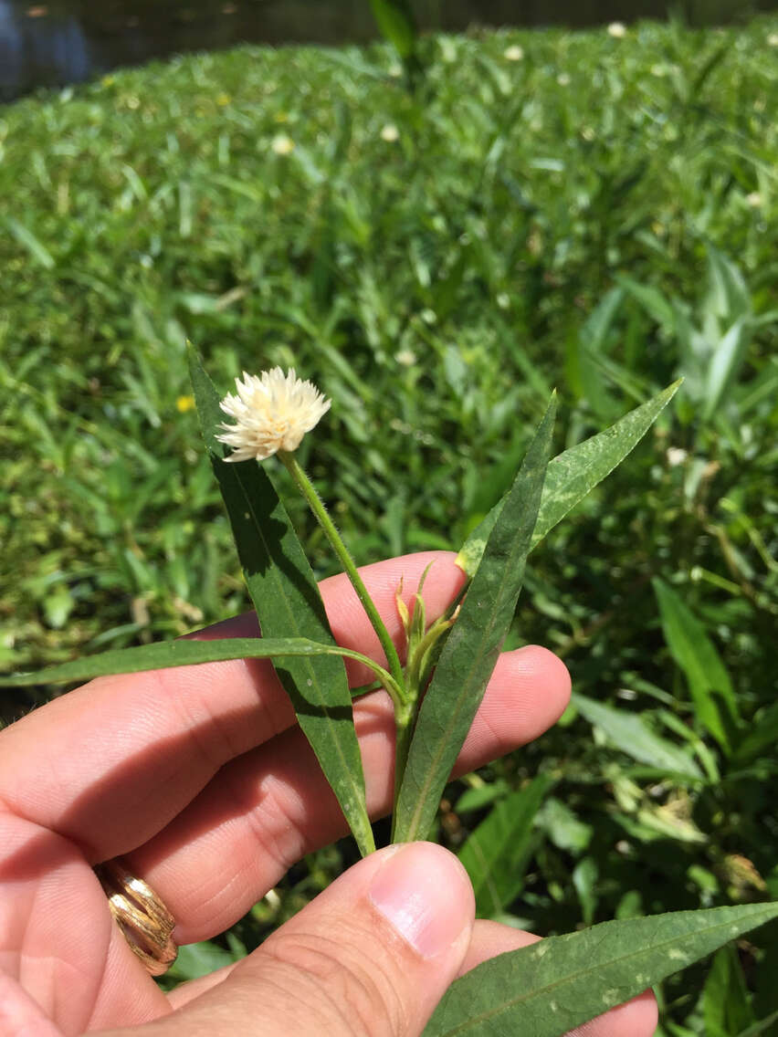 Imagem de Alternanthera philoxeroides (Mart.) Griseb.