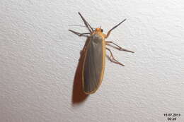 Image of common footman