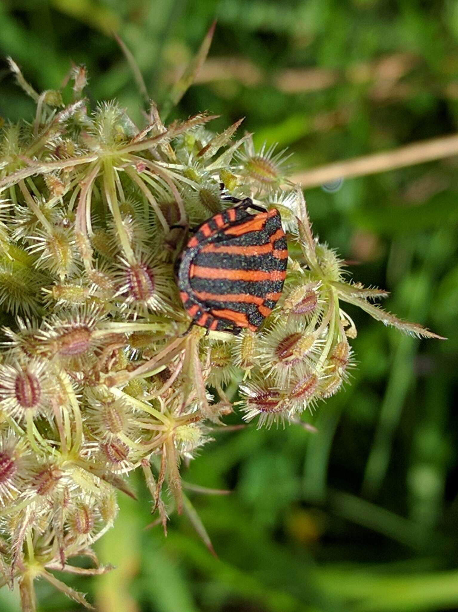 Image of Graphosoma italicum italicum