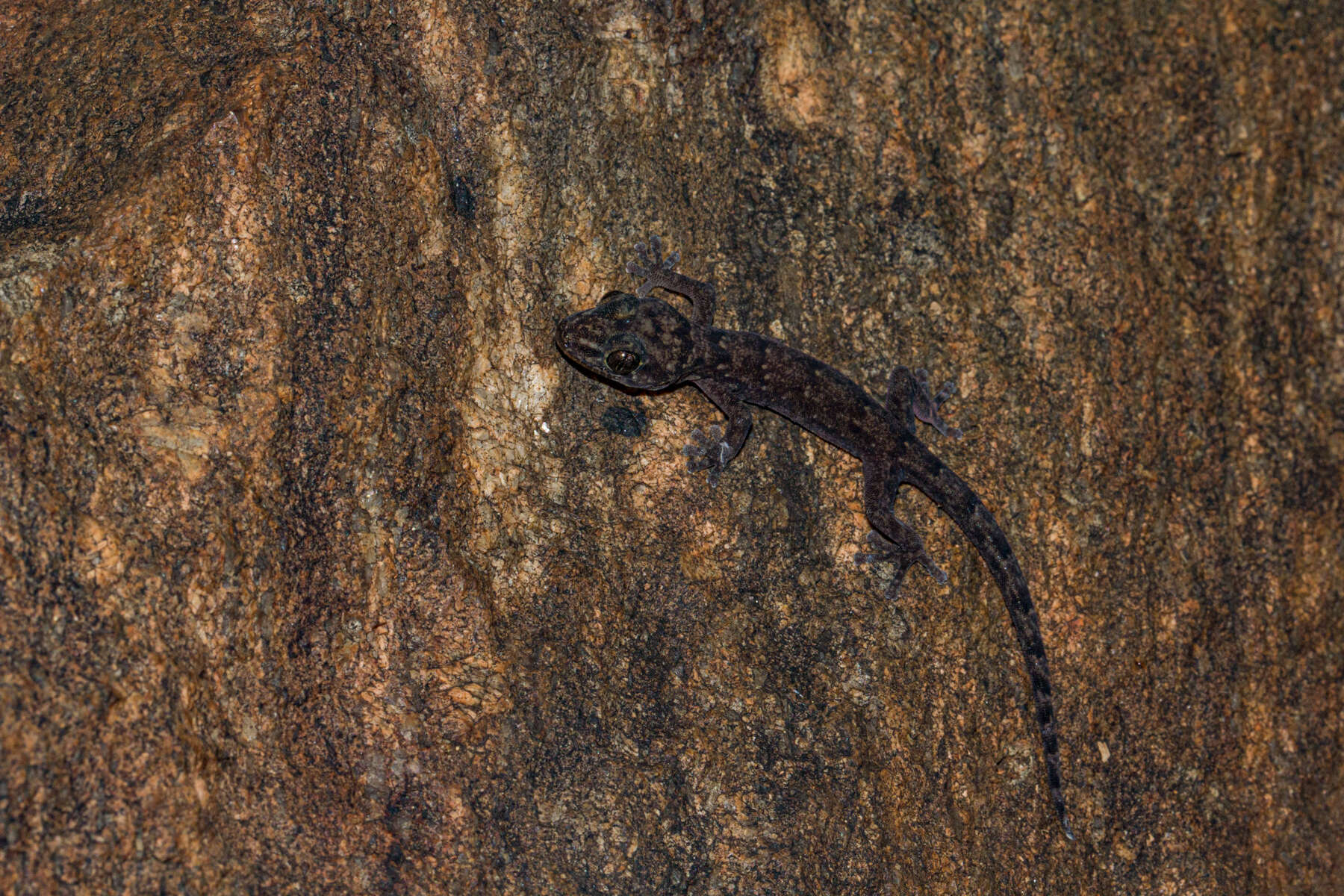 Image de Afroedura gorongosa Branch, Guyton, Schmitz, Barej, Naskrecki, Farooq, Verburgt & Rödel 2017