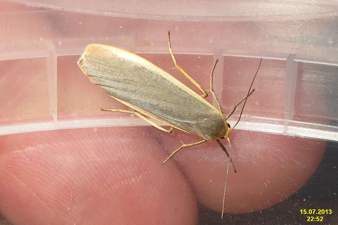 Image of common footman