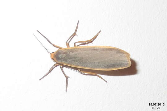 Image of common footman