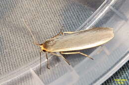 Image of common footman