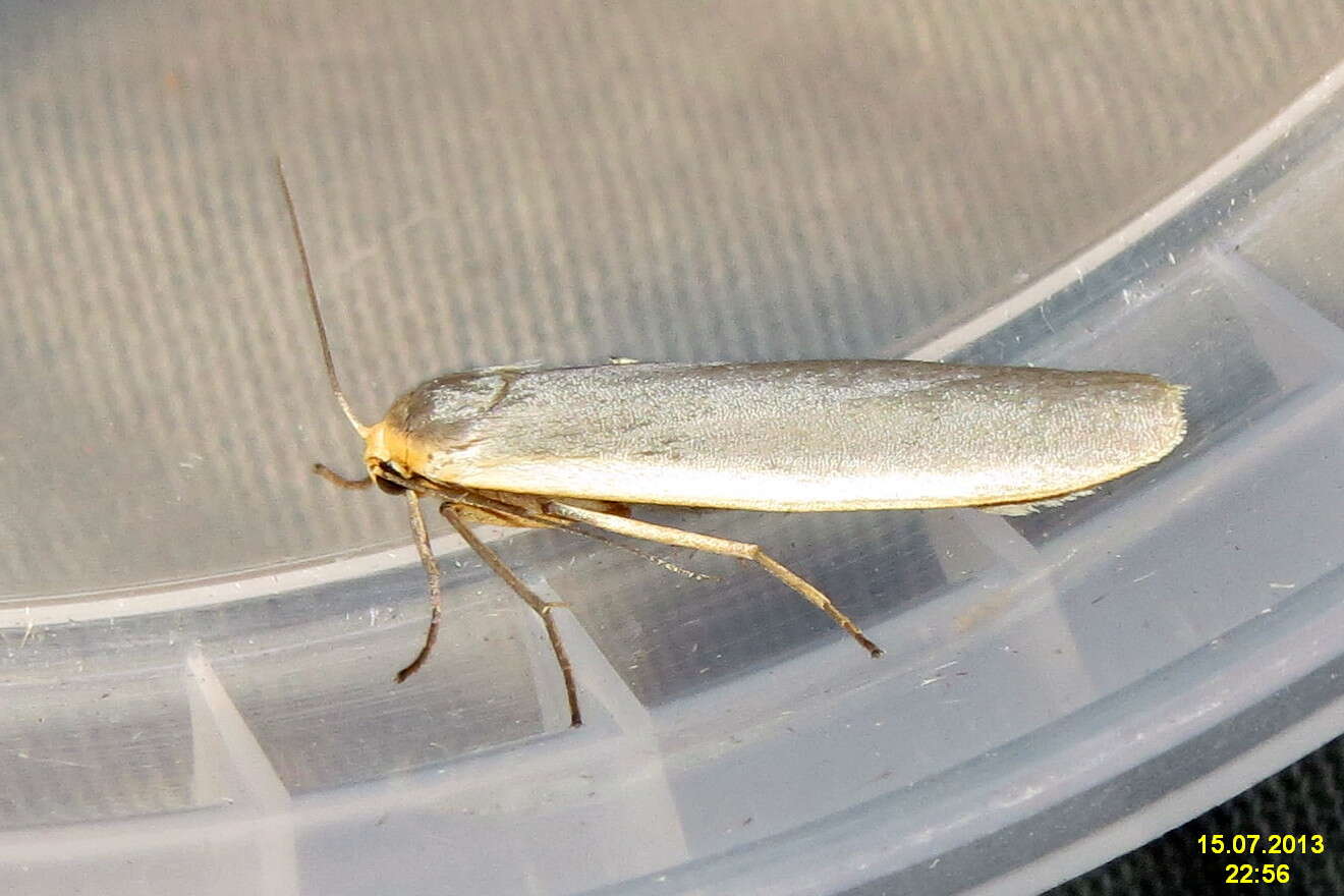 Image of common footman