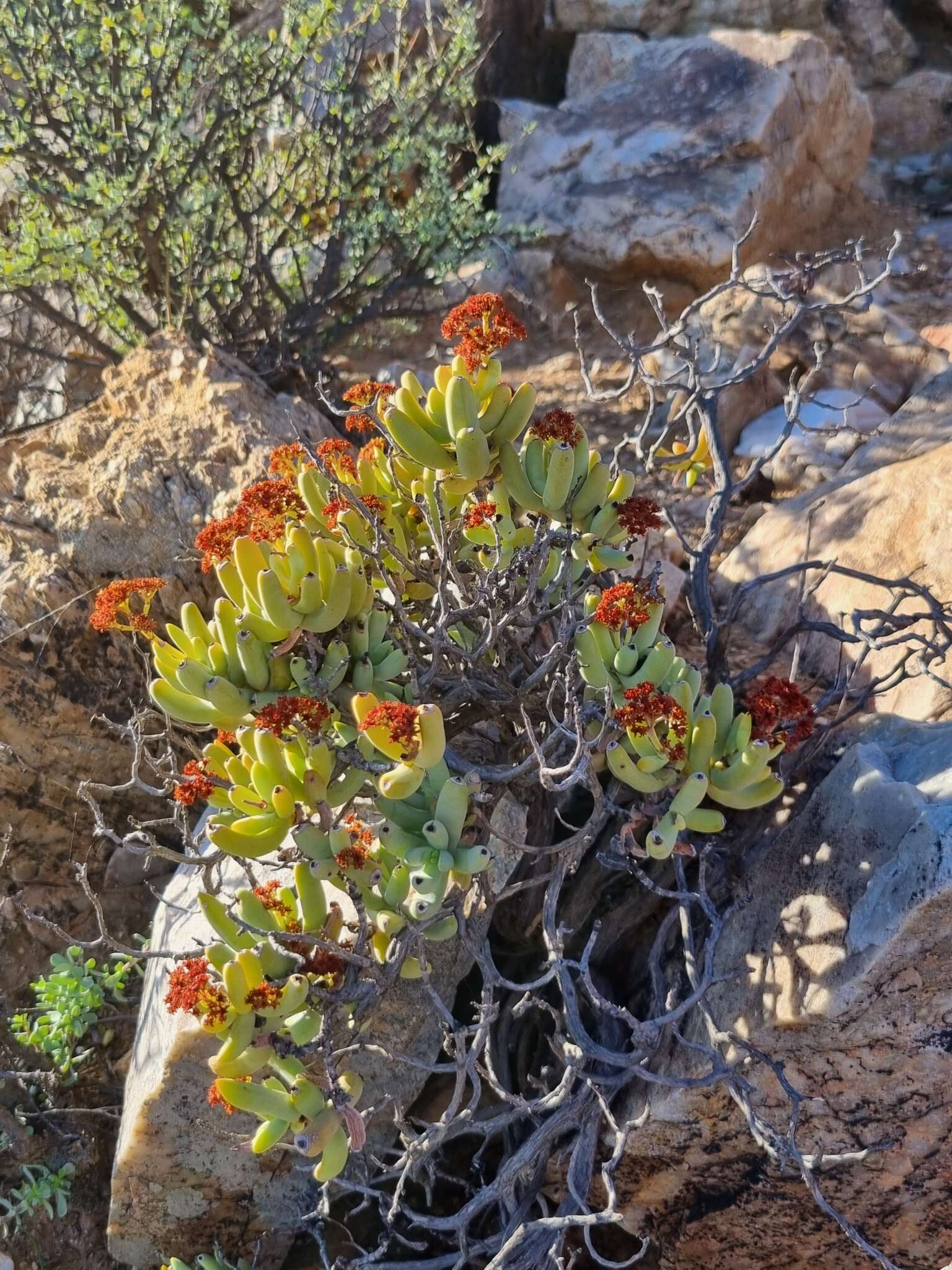 Image of Crassula brevifolia subsp. brevifolia