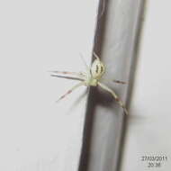 Image of Flower Crab Spiders