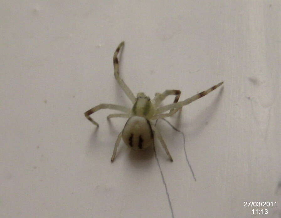 Image of Flower Crab Spiders