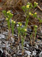 Image of Upright Flax