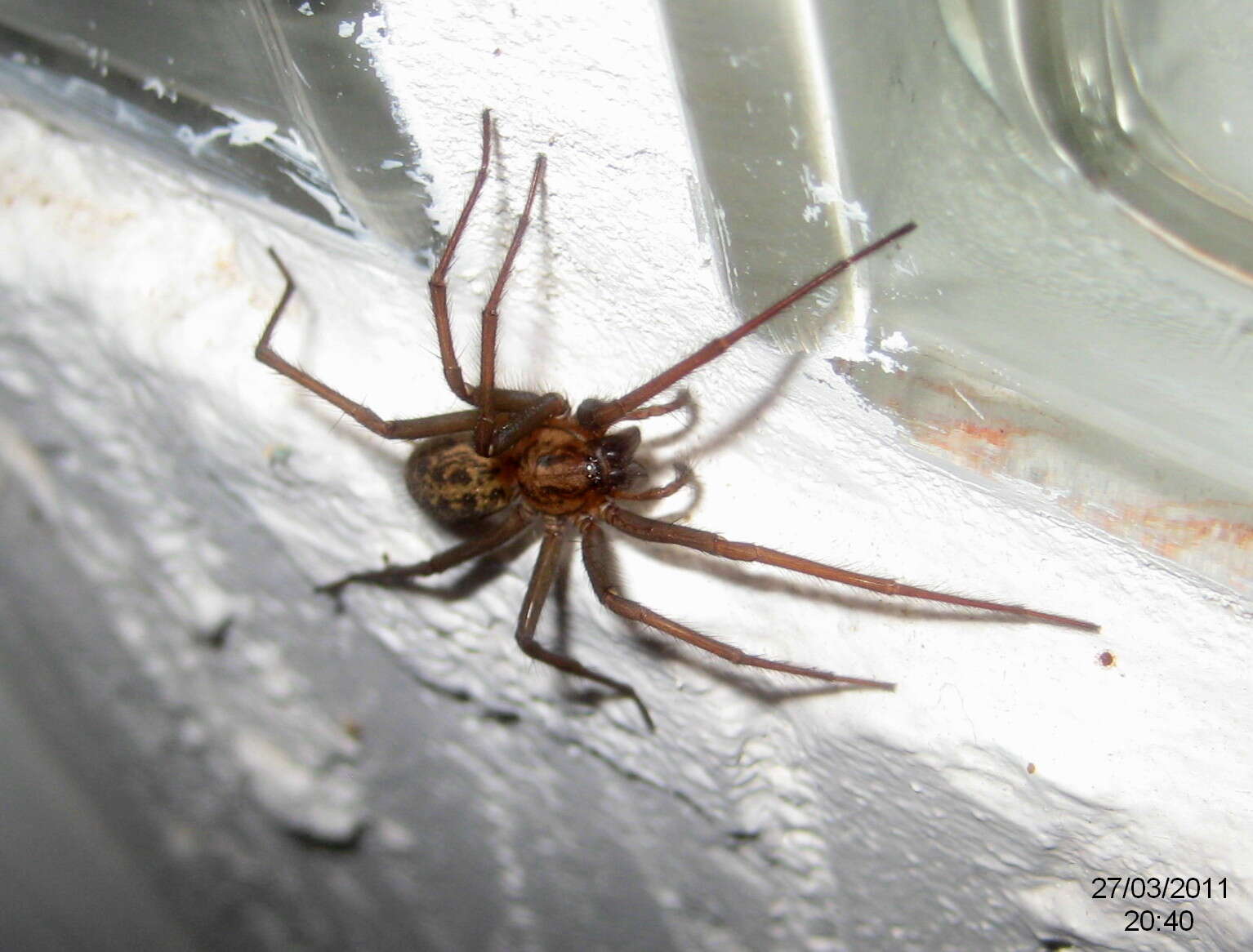 Image of Giant House Spider