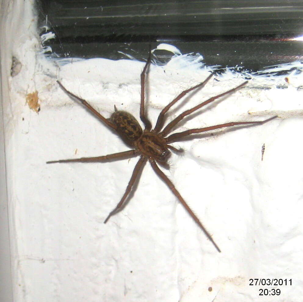 Image of Giant House Spider