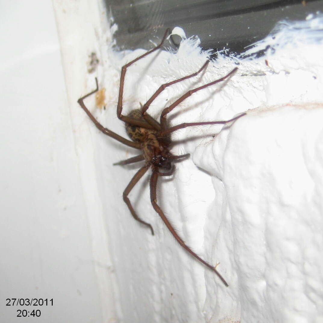 Image of Giant House Spider