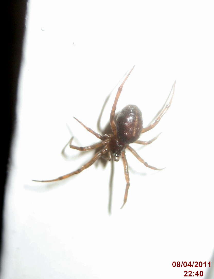 Image of False widow