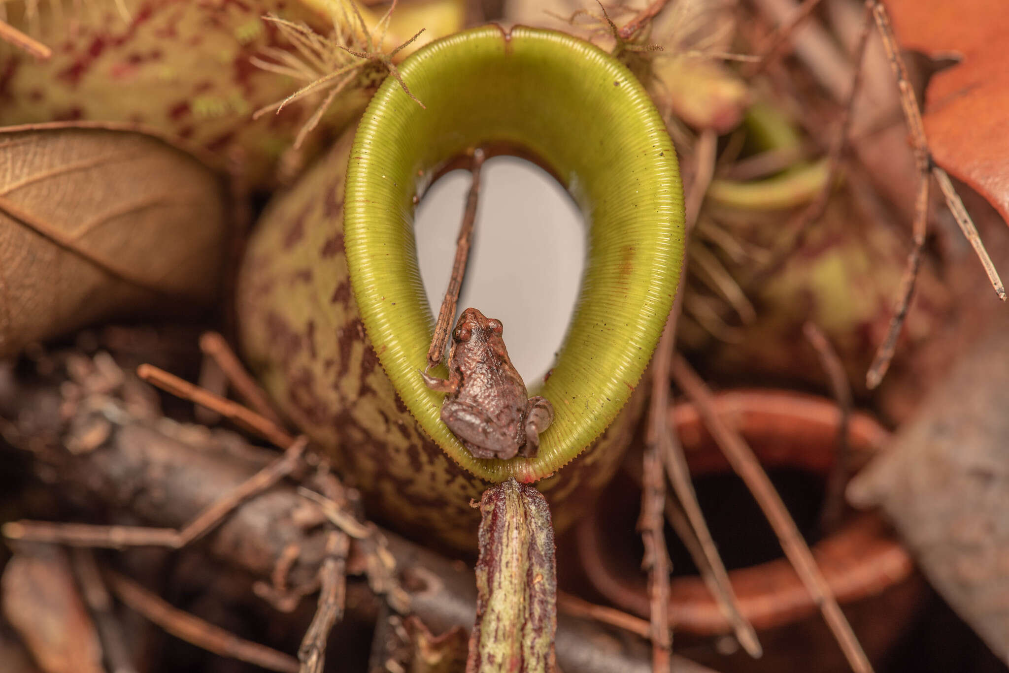 Image of Bornean Chorus Frog