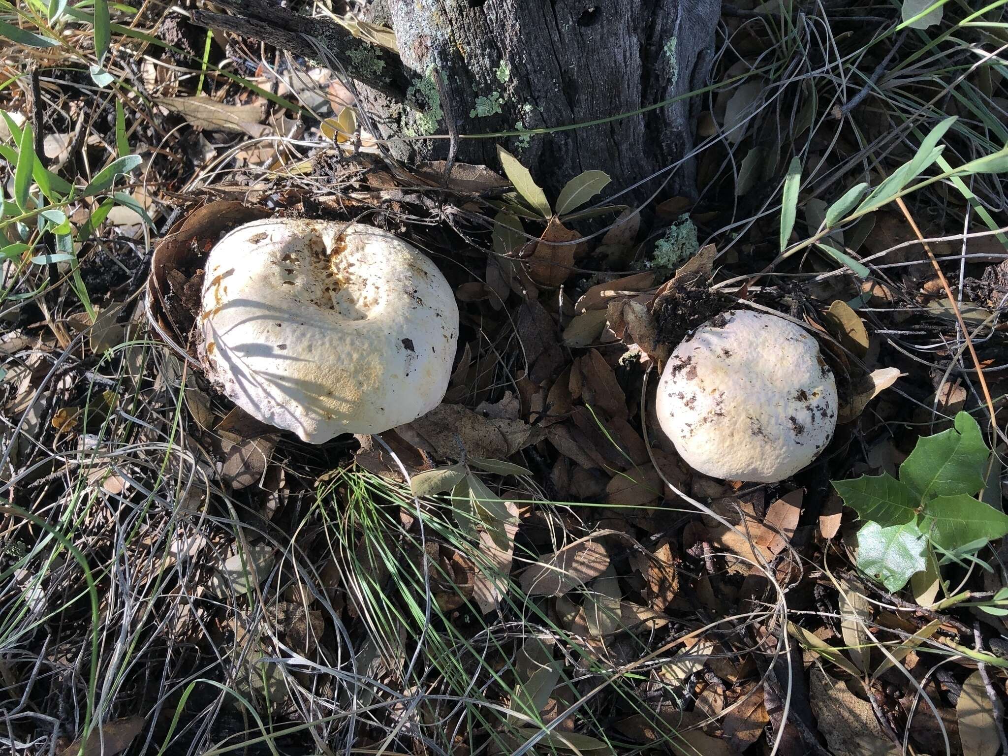 Butyriboletus pulchriceps (Both, Bessette & R. Chapm.) Kuan Zhao & Zhu L. Yang 2015的圖片