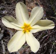 Image of Moraea radians (Goldblatt) Goldblatt