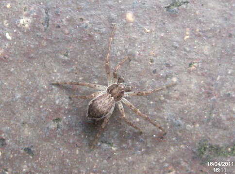 Image of Philodromus dispar Walckenaer 1826