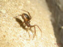 Image of False widow