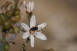 Image of Andrena sardoa Lepeletier 1841