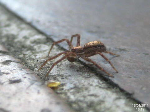 Image of Philodromus dispar Walckenaer 1826