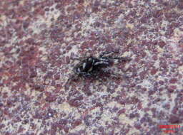 Image of Zebra spider