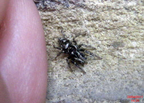 Image of Zebra spider