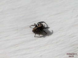 Image of Jumping spider