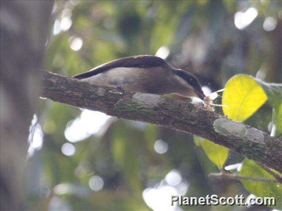 Image of Malabar Woodshrike