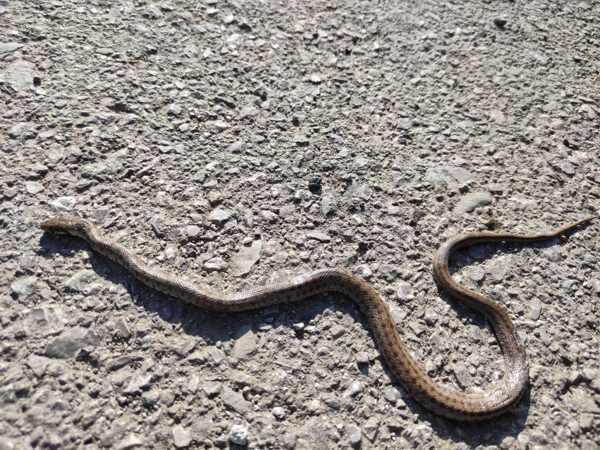 Image of Italian Aesculapian Snake