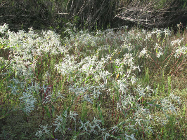 Image of snow on the prairie