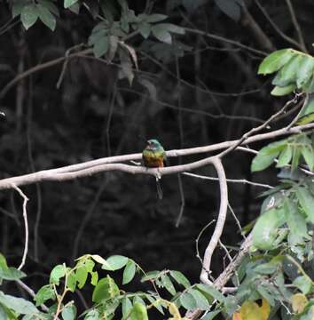 Image of Green-tailed Jacamar