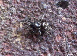 Image of Zebra spider